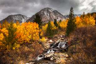 Aspens on Tioga Pass-8881 Aspens on Tioga Pass-8881